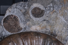 Аммонит Arietites bucklandi и наутилус Cenoceras sp.