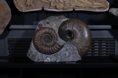 Аммонит Arietites bucklandi и наутилус Cenoceras sp.