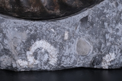 Аммонит Arietites bucklandi и наутилус Cenoceras sp.