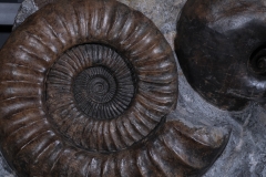 Аммонит Arietites bucklandi и наутилус Cenoceras sp.