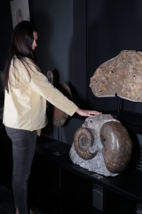 Аммонит Arietites bucklandi и наутилус Cenoceras sp.