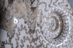 Аммонит Eparietites sp.