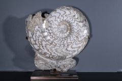 Аммонит Eparietites sp.