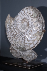 Аммонит Eparietites sp.