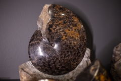 Аммонит Placenticeras sp.