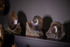 Аммонит Placenticeras sp.