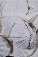 Раковины гребешков Gigantopectens restitutensis