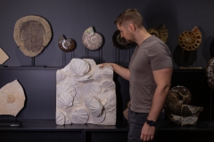 Раковины гребешков Gigantopectens restitutensis