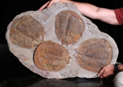 Трилобиты Dikelokephalina brenchleyi