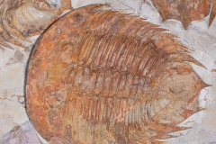 Трилобиты Dikelokephalina brenchleyi