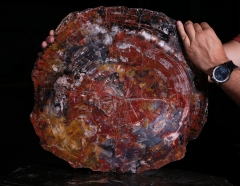 Окаменелое дерево