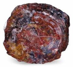 Окаменелое дерево