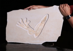 Головоногий моллюск Acanthoteuthis sp. 