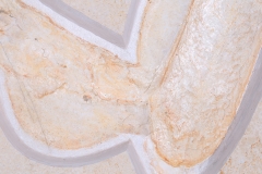 Головоногий моллюск Acanthoteuthis sp. 