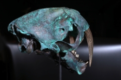 Реплика черепа саблезубой кошки Smilodon fatalis