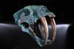 Реплика черепа саблезубой кошки Smilodon fatalis