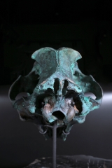 Реплика черепа саблезубой кошки Smilodon fatalis