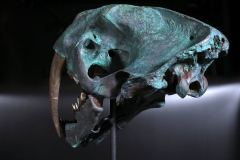 Реплика черепа саблезубой кошки Smilodon fatalis