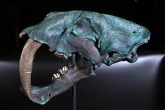 Реплика черепа саблезубой кошки Smilodon fatalis