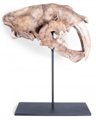 Реплика черепа саблезубой кошки Smilodon fatalis
