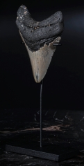 Зуб мегалодона 10,5 см