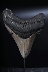 Зуб мегалодона 10,5 см