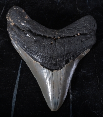 Зуб мегалодона 10,5 см