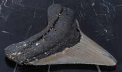 Зуб мегалодона 10,5 см