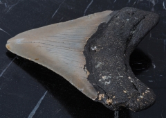 Зуб мегалодона 10,5 см