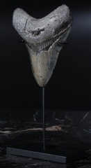 Зуб мегалодона 10 см