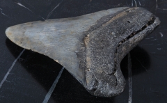 Зуб мегалодона 10 см