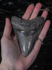 Зуб мегалодона 10 см
