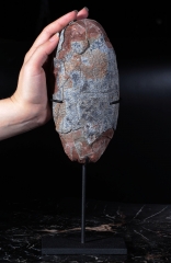 Яйцо динозавра Oviraptor sp.