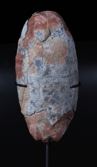 Яйцо динозавра Oviraptor sp.