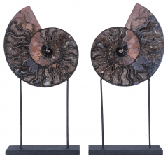 Аммониты Cleoniceras sp.