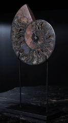 Аммониты Cleoniceras sp.