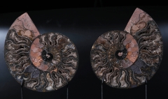 Аммониты Cleoniceras sp.