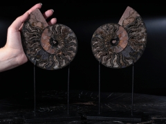Аммониты Cleoniceras sp.