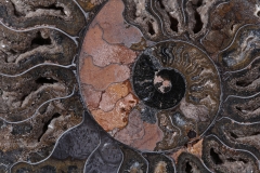 Аммониты Cleoniceras sp.