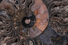 Аммониты Cleoniceras sp.