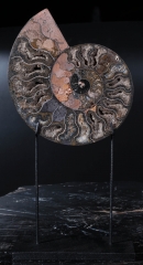 Аммониты Cleoniceras sp.