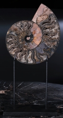 Аммониты Cleoniceras sp.