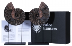 Аммониты Cleoniceras sp.