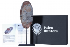 Яйцо динозавра Oviraptor sp.