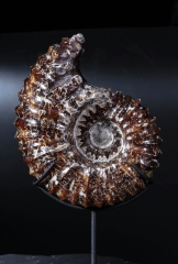 Аммонит Douvilleiceras sp.