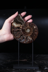 Аммонит Cleoniceras sp.