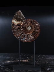 Аммонит Cleoniceras sp.