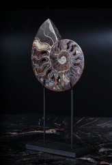 Аммонит Cleoniceras sp.