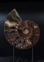 Аммонит Cleoniceras sp.