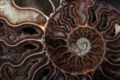 Аммонит Cleoniceras sp.